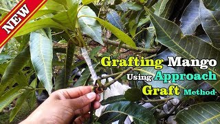 Grafting Mango Tree Using Approach Graft Method by Grafting Examples [upl. by Honan808]