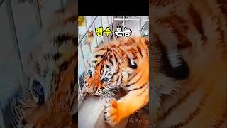 아기맹수의 홀로서기🐯The solitary stand of a baby predator [upl. by Adriaens]