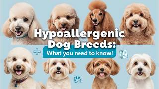 Hypoallergenic Dog Breeds What You Need to Know [upl. by Cora]