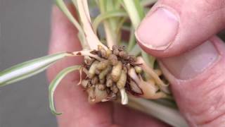 Propagating Spider Plants [upl. by Allehcim]