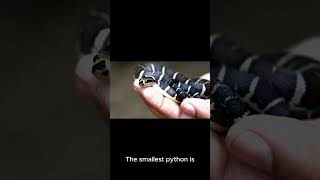 Fast facts about python for YOU  facts animalknowledge nature [upl. by Augustin891]