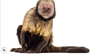 Capuchin Monkey  Among The Most Intelligent Of All Monkey Species [upl. by Thedrick]