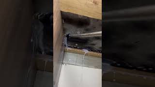 Fumigation of cockroaches and bedbugsfumigation cleantok cleanning cleaningtips cleanhome [upl. by Yecak]