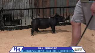 24810 CROSSBRED GILT  Heimer Hampshires Sept 23 2024 Sale [upl. by Powder]