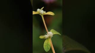 Alternanthera sessilis🌱 [upl. by Sirac]