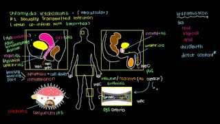 What is Chlamydia [upl. by Kcirederf]