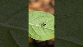 Longlegged Fly flies to and from Camphorweed leaf [upl. by Oelgnaed181]