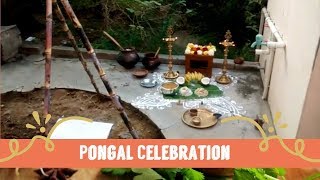 pongal celebration in tamil  pongal festival recipes  thai pongal festival [upl. by Buschi]