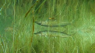 Explore The Underwater World Of The Chain Pickerel [upl. by Cagle710]