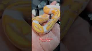 reels shorts shortsfeed fyp reptiles snake ballpython python pets lizard name [upl. by Hirsh]