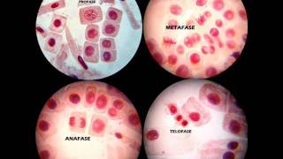 MITOSIS PRÁCTICA DE LABORATORIO [upl. by Alel]