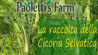 La raccolta della Cicoria Selvatica  Paolettis Farm [upl. by Brennen574]