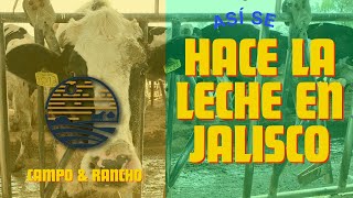 Así se hace la leche en Jalisco [upl. by Lorusso]