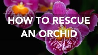 ✿✿ How to rescue an orchid ✿✿ oncidium [upl. by Eglantine]