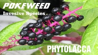 ⟹ POKEWEED  Phytolacca  A quick look this plant  Invasive Species [upl. by Gee]