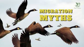 Bird Migration  10 Myths and Facts Explained [upl. by Netneuq]