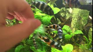 Haplochromis latifasciatus Tank [upl. by Subir]