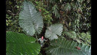 FIELD TRIP WITH PATRICK BLANC DERAMAKOT amp SEPILOK BORNEO SABAH [upl. by Niko]