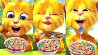 Ginger Funny 🤣 shortvideo funnycats shorts [upl. by Lunetta]