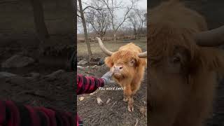 Hungry cow gets grumpy while demanding food from farmer Shorts [upl. by Jew380]