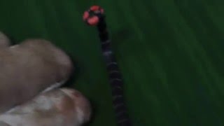 RedTailed Coral Snake Micrurus mipartitus tail displaystabilized [upl. by Rezzani]