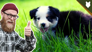 What To Do With A NEW BORDER COLLIE PUPPY [upl. by Akkina]