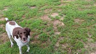 GSP sniffer dog shes 13 and 12 and still has a great sense of smell [upl. by Merdith]