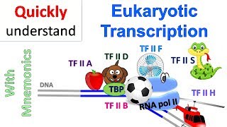 DNA Transcription Initiation amp Elongation  In Prokaryotes amp Eukaryotes  Biochemistry [upl. by Athalla]