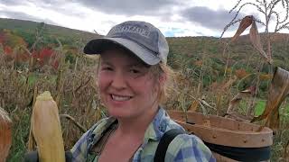 Harvesting Abenaki Flint Corn 🌽 🌽 🌽 Spent Mans Christmas Pt 1 [upl. by Frolick]