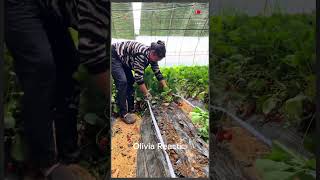 planting strawberries strawberry seedlings nursery base seedlings for sale strawberry seedlings [upl. by Yllek]