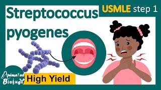 Streptococcus pyogenes  Streptococcal infection  Structure pathology and treatment options usmle [upl. by Asilram499]