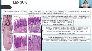 HISTOLOGÍA SISTEMA DIGESTIVO I CAVIDAD BUCAL y ESTRUCTURAS ASOCIADAS [upl. by Yeruoc673]