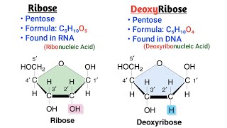 Ribose vs Deoxyribose  Concept and Difference [upl. by Parker]