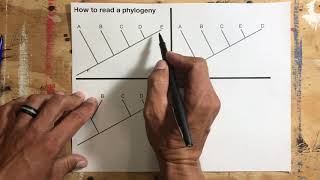 How to read and interpret phylogenies [upl. by Millisent]