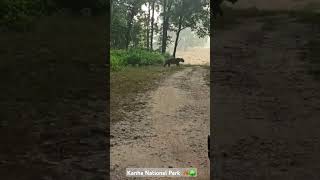 Jeep safari in Kanha National Park madhyapradesh kanhanationalpark [upl. by Enaerb]