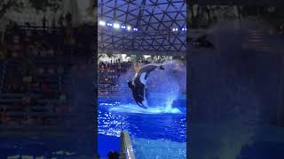 SeaWorld Orca Show SeaWorld Killer Whale ShowKiller Whales OrcasShark Show Shamu ShowSea world [upl. by Mayram455]