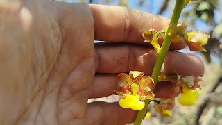 Cyrtopodium e oncidium 🥰meu cerrado orquídeas natureza [upl. by Erminna]