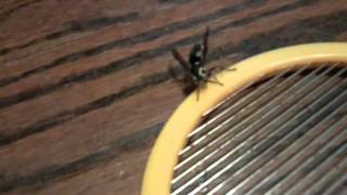 Exterminating a Big Hornet in my House [upl. by Rovit961]