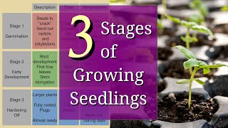 3 Stages of Planting Seedlings for Beginners [upl. by Nais]