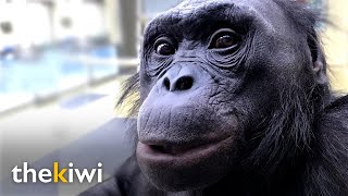 Kanzi The ape that understands humans and knows over 3000 words [upl. by Caravette]