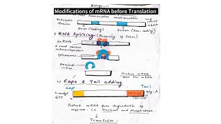 Biology XII  Modification of mRNA before translation [upl. by Swords230]