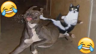 😂VIDEOS GRACIOSOS DE PERROS Y GATOS😂  Si Te Ries Pierdes [upl. by Nesnar436]