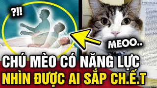 Kỳ diệu CHÚ MÈO OSCAR có năng lực DỰ ĐOÁN người nào SẮP QUA ĐỜI  Tin 3 Phút [upl. by Tuck]