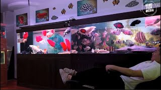 Aquarium video goldfish betta fish and koi fish in planted tank 662 [upl. by Suzanne]