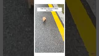 Man Rescued a Kitten that was abandoned and this happened animalshorts [upl. by Ylera879]