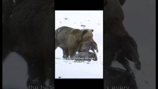 Rare Footage of Bear Hunting Muskox Calf shorts bear hunting muskox bearwatch [upl. by Ora459]