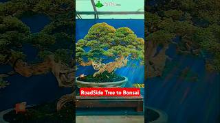 Turn Road Side Plant to Bonsai Tree  Bonsai Plant [upl. by Abbottson553]