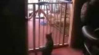 Best Cat Jump Ever JUMPS OVER BABY GATE [upl. by Marijn]