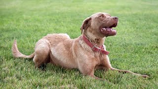 Chesapeake Bay Retrievers Protecting Wetlands amp Preserving History [upl. by Iphagenia]