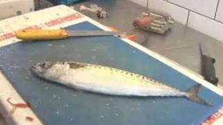 A Guide To Filleting Mackerel [upl. by Corrinne]